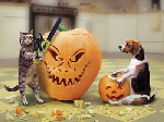 Halloween Pumpkins