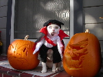 Why Pets Hate Halloween